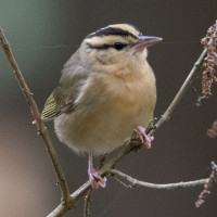 Worm-eating Warbler